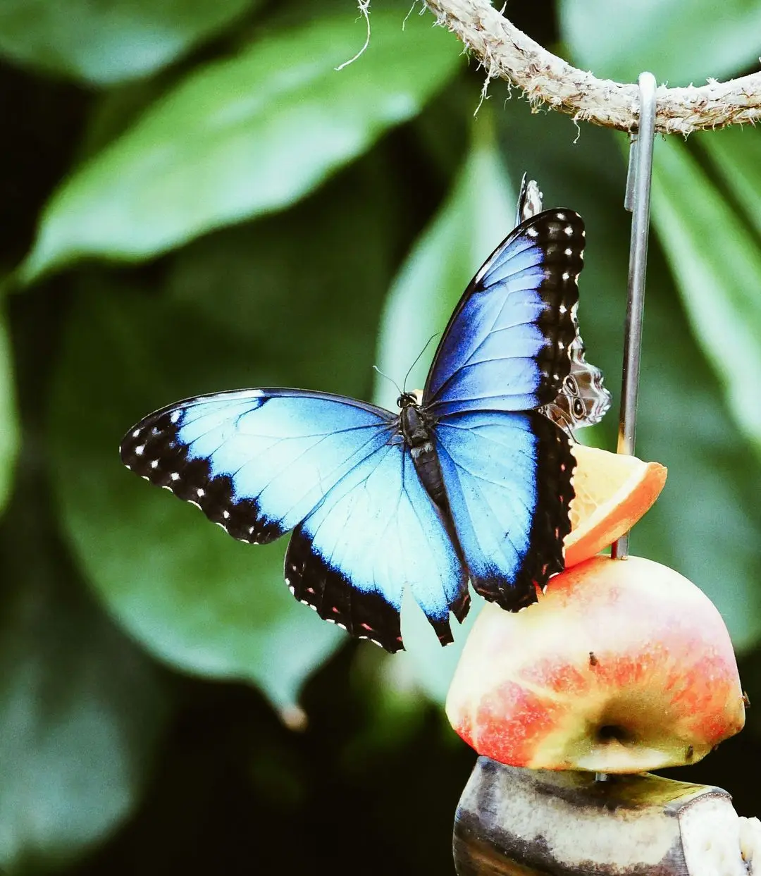 blue and black butterfly